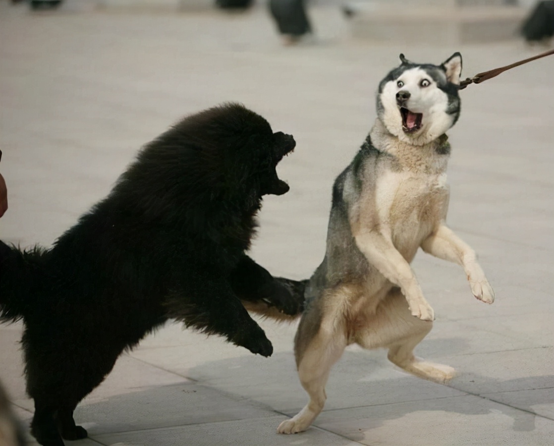 养狗建议养什么品种不怎么掉毛,养狗最好养什么植物