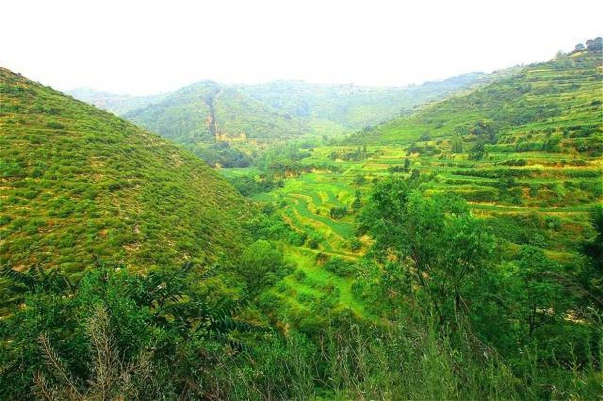 地球远古植物煤层,史前植物形成煤层