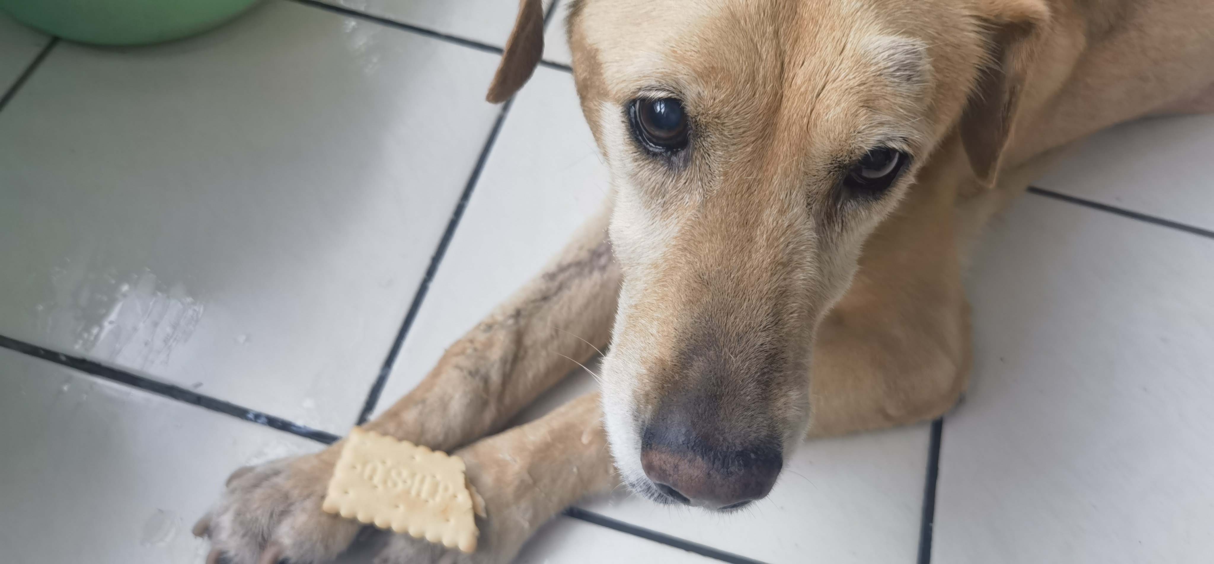 早上起来狗狗突然去世,早上起来发现狗狗死了