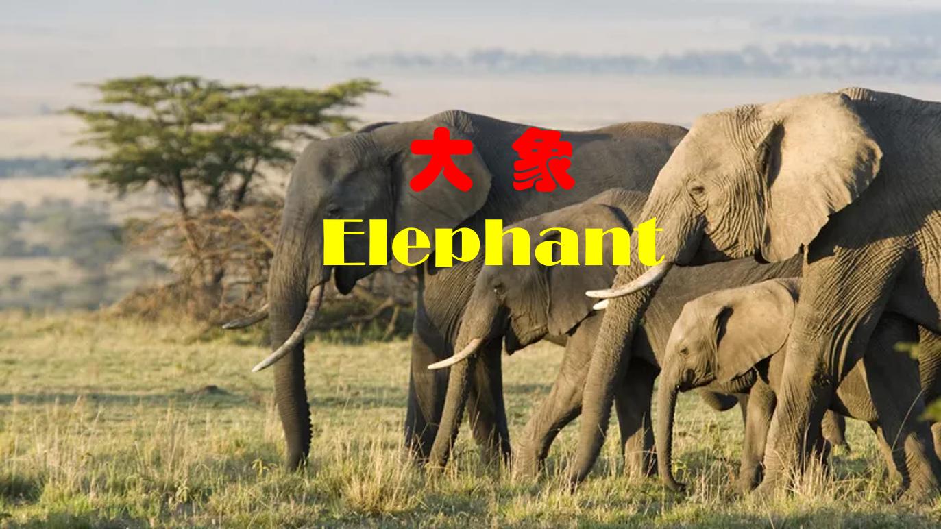 大象通过脚听声音,大象走路的声音我们能听到吗