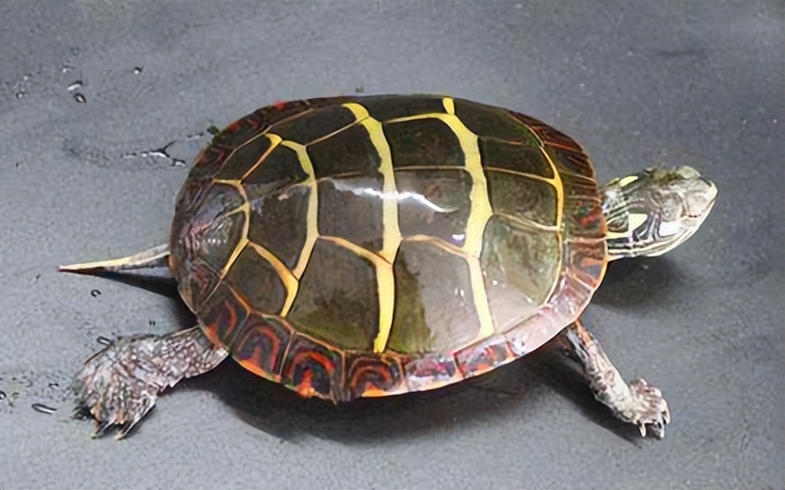 十大适合新手养的冷水龟,十大适合新手养的水龟