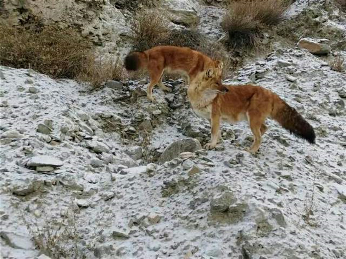 祁连山发现猛兽,祁连山发现300多只野生马鹿