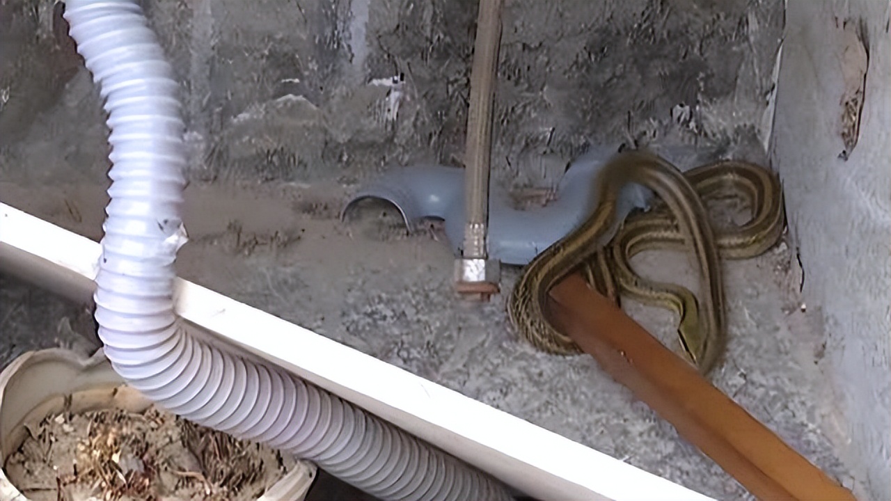 什么蛇有毒湖南,湖南地区的有毒的蛇有哪些