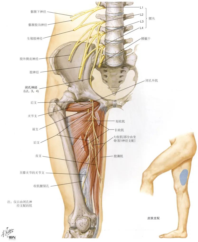 脊神经支配区域解剖图简图,脊神经及其分支的支配范围