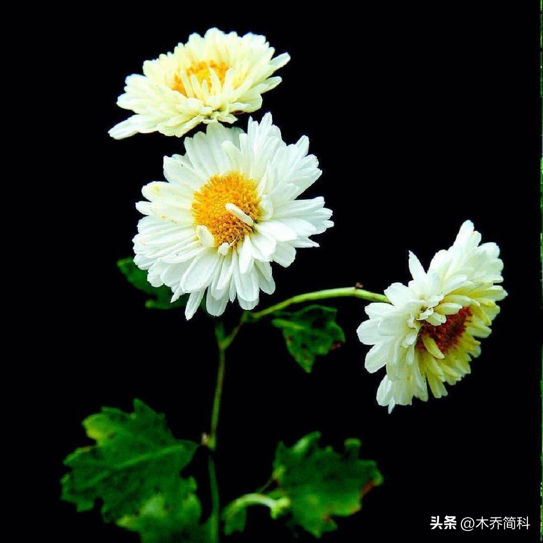 民俗文化中菊花的象征意义,菊在古代的象征意义和品质