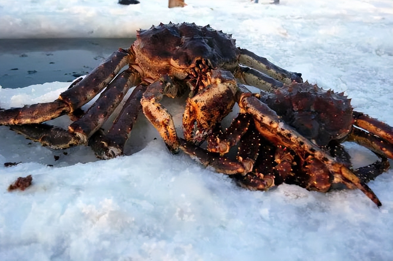 俄罗斯海鲜市场帝王蟹价,俄罗斯螃蟹批发市场