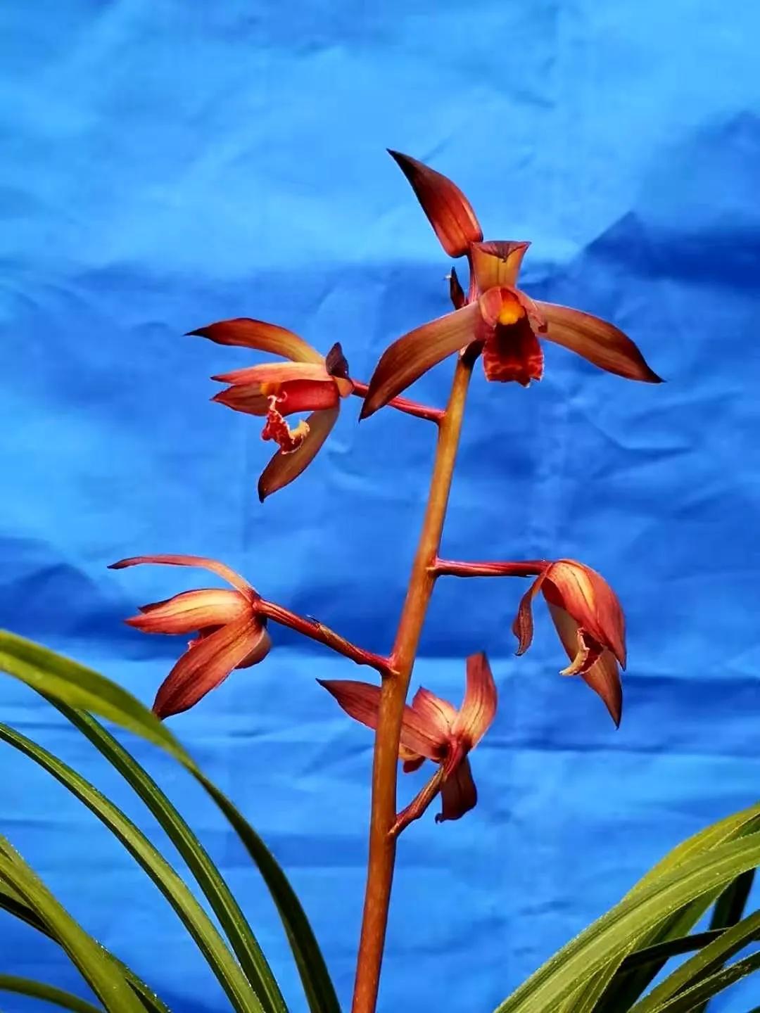 每日一品花卉,每日一品中国兰花春兰