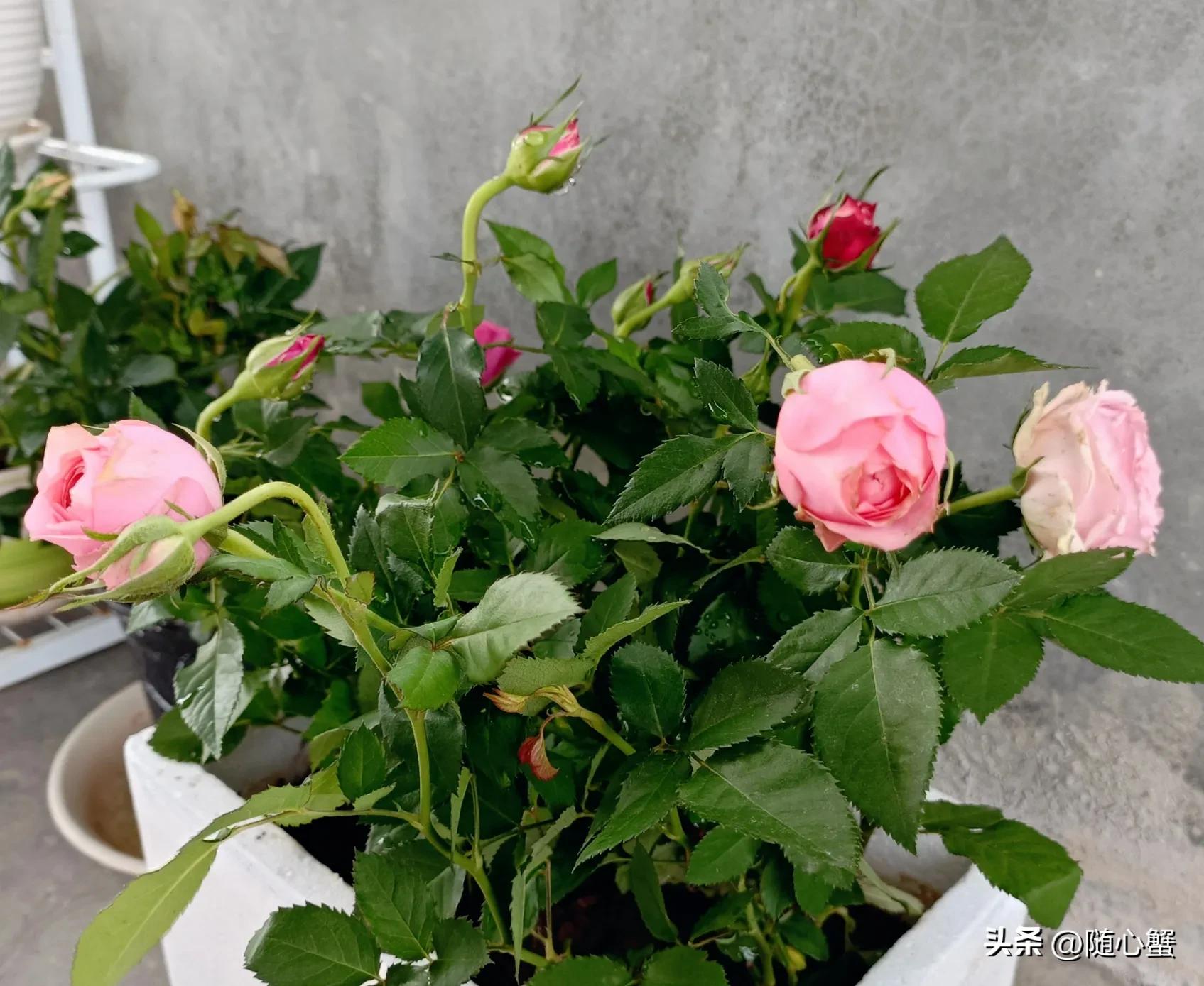 侍花弄草04风姿绰约之月季——粉佳人