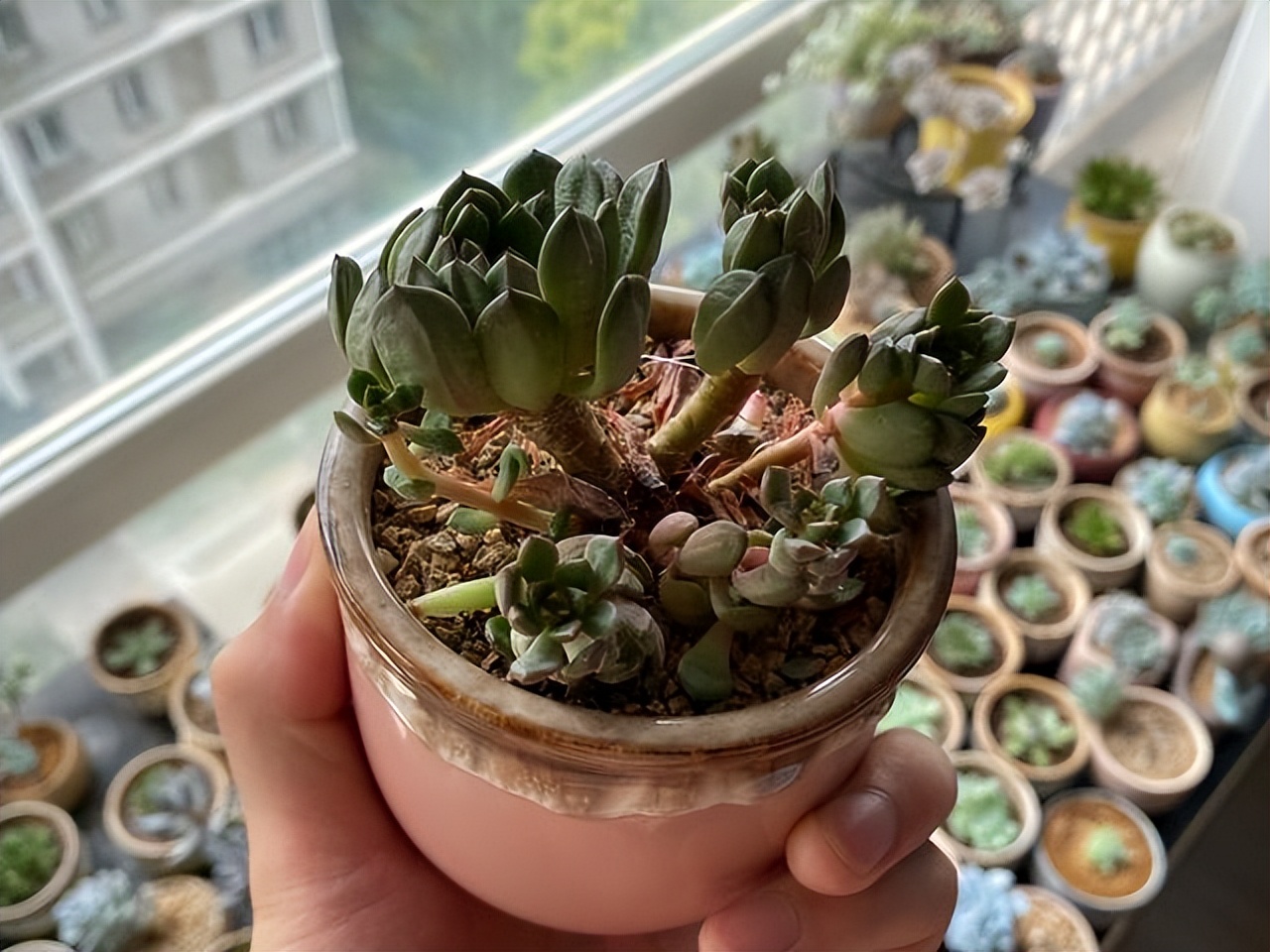 多肉红宝石夏季多长时间浇一次水,多肉红宝石徒长