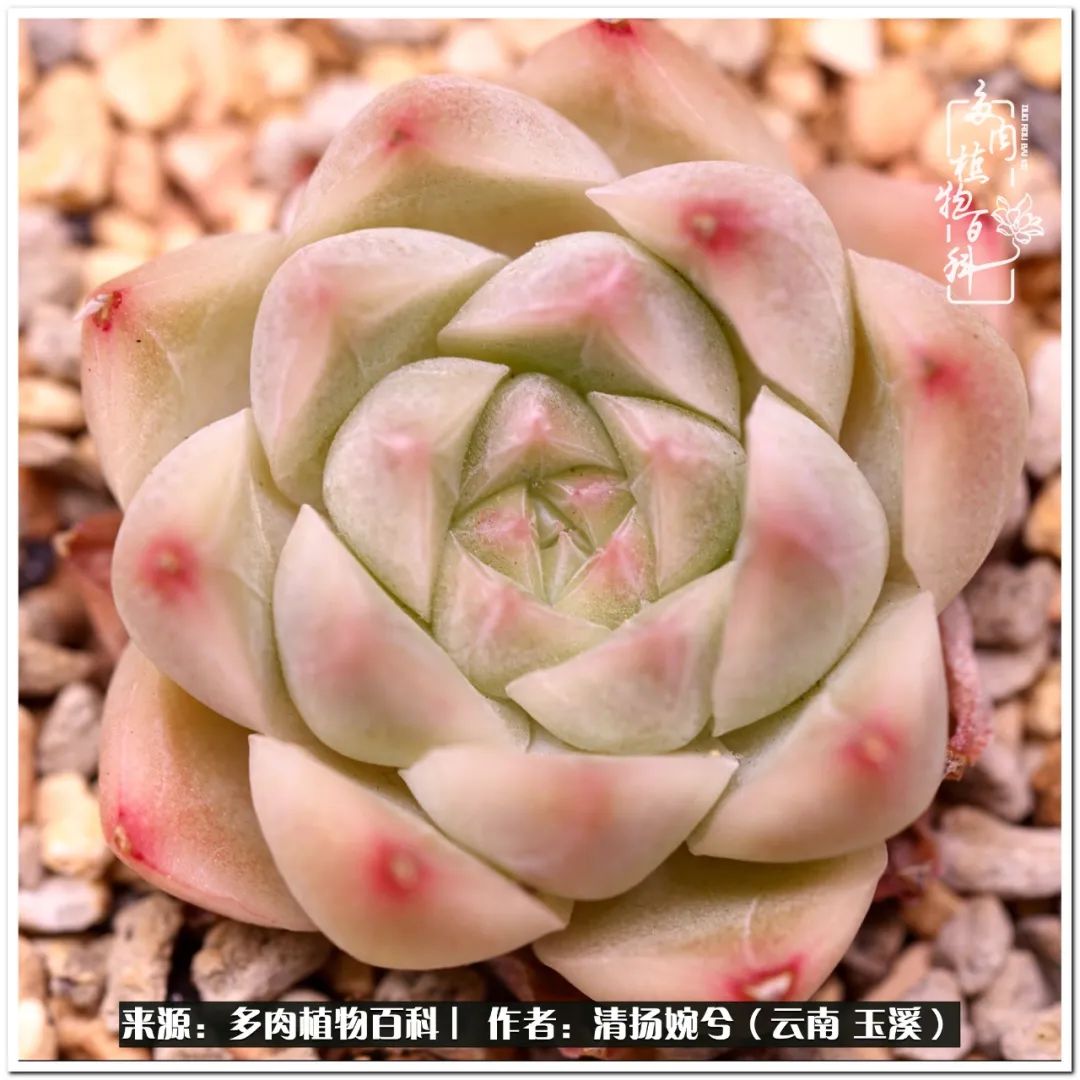 夏天好养颜值高的多肉,可爱的小多肉