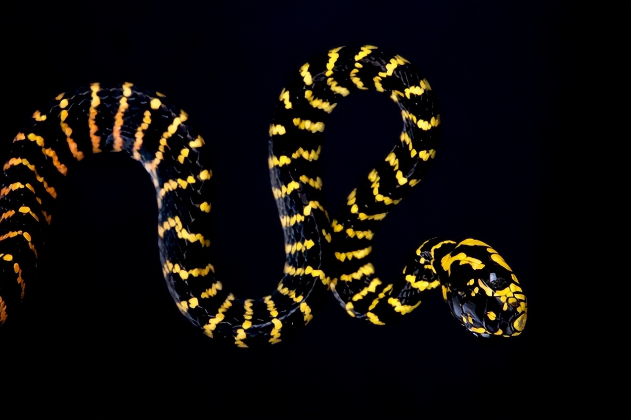 金环蛇和银环蛇有什么相似和不同,金环蛇和眼镜蛇哪个厉害