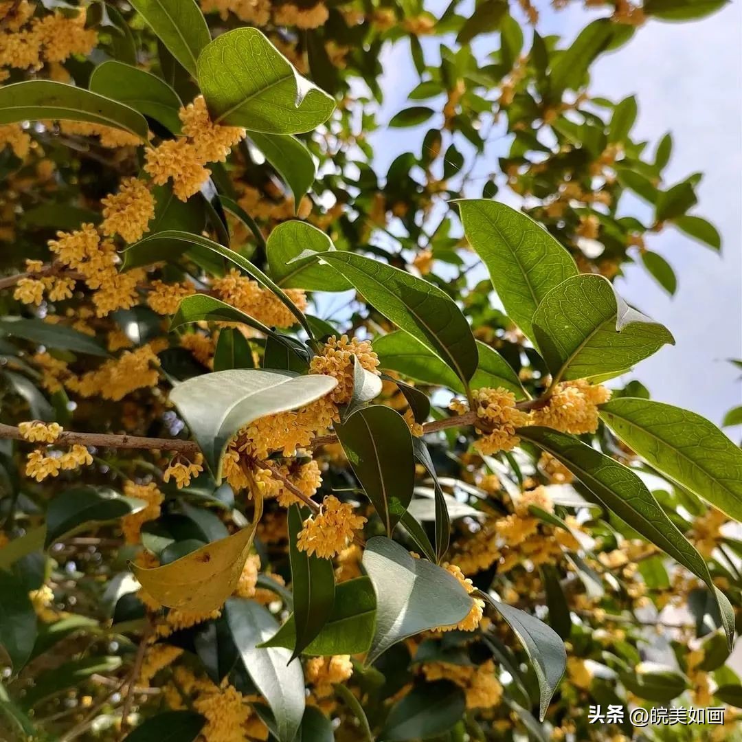 安徽大学好看的风景,高校最美秋景