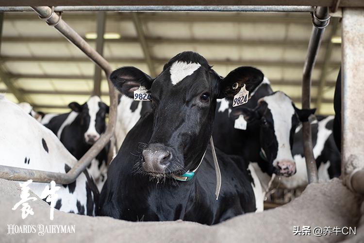 降低饲养成本提高饲养效益,饲养密度大解决方案