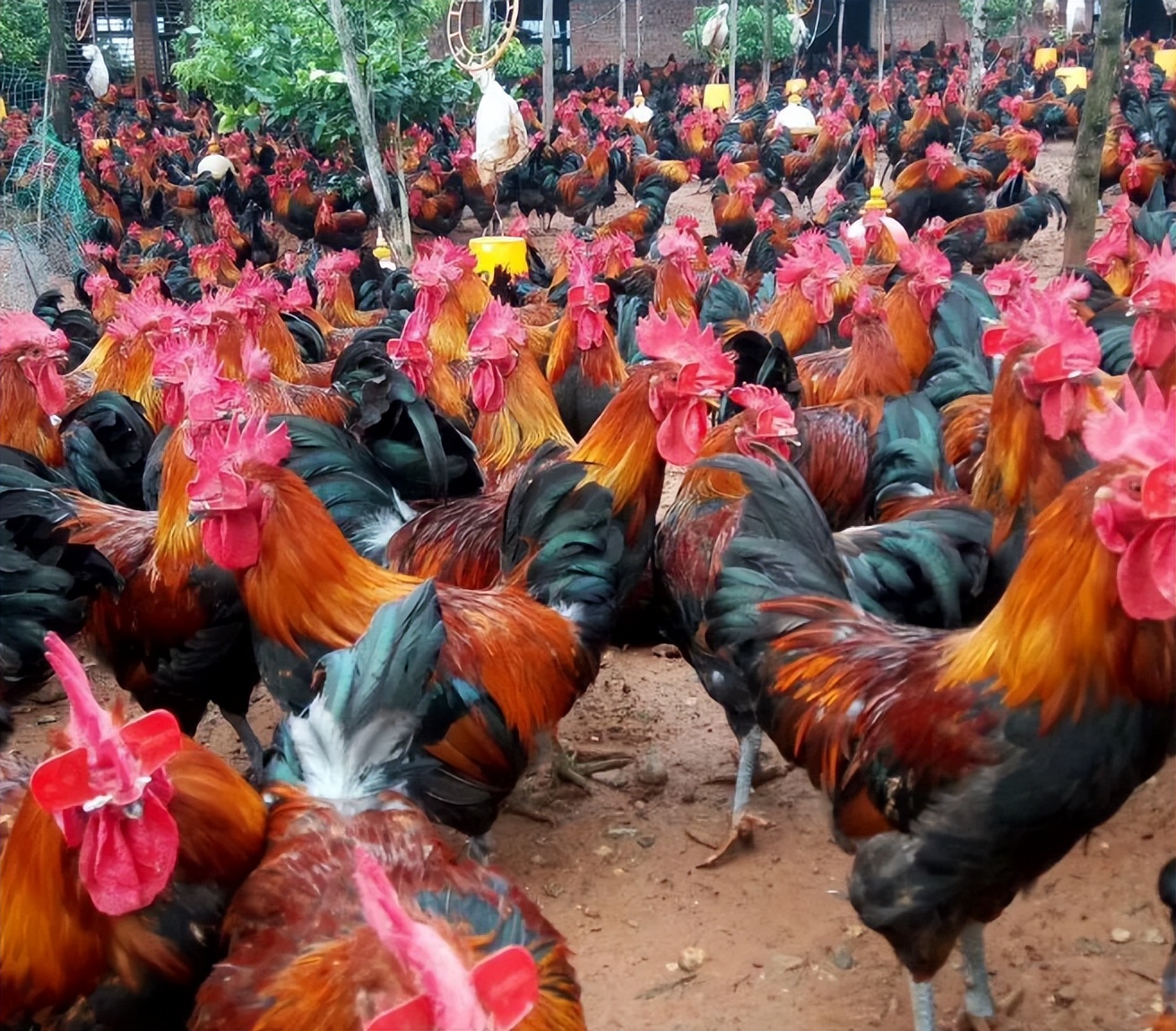 鸡毛不好看是什么原因鸡毛不好看是吃什么鸡毛不光滑吃什么