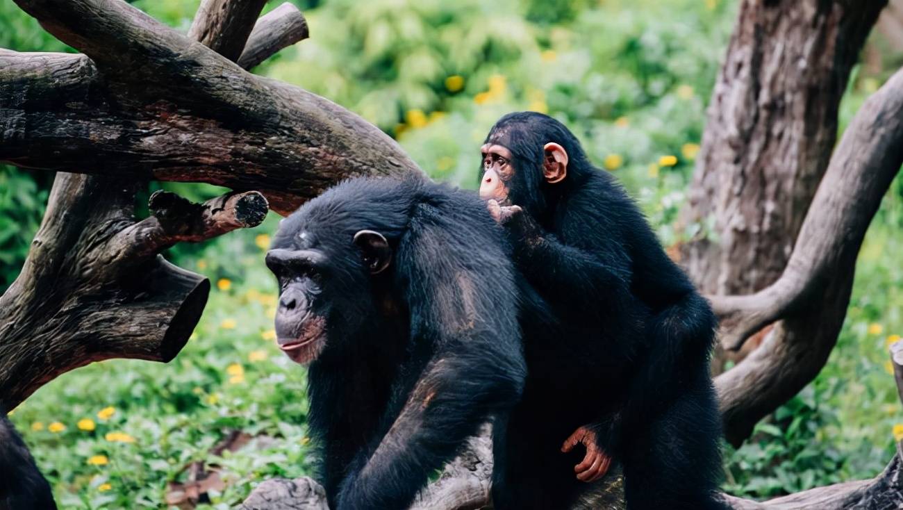 动物在交配前，为啥会先闻对方的屁股，小小肛门释放了多少信息？
