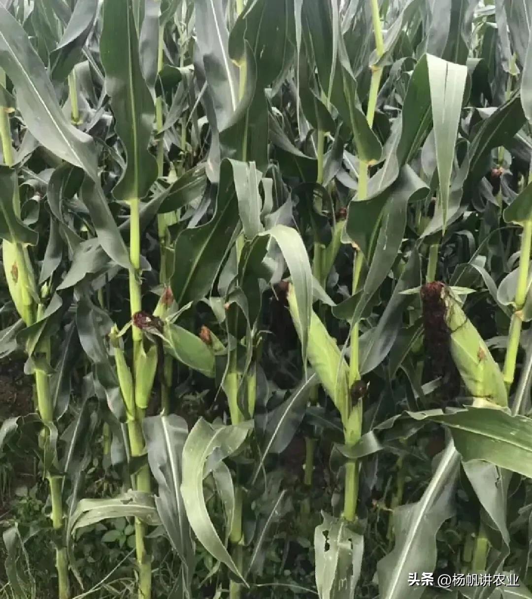 亩产2200斤的先玉335,其高产稳产,很多人容易买错,产量就不同