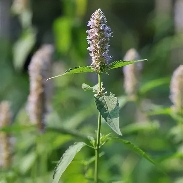 薄荷菊花能一起泡茶可以祛湿热吗,藿香清暑祛湿茶有哪些
