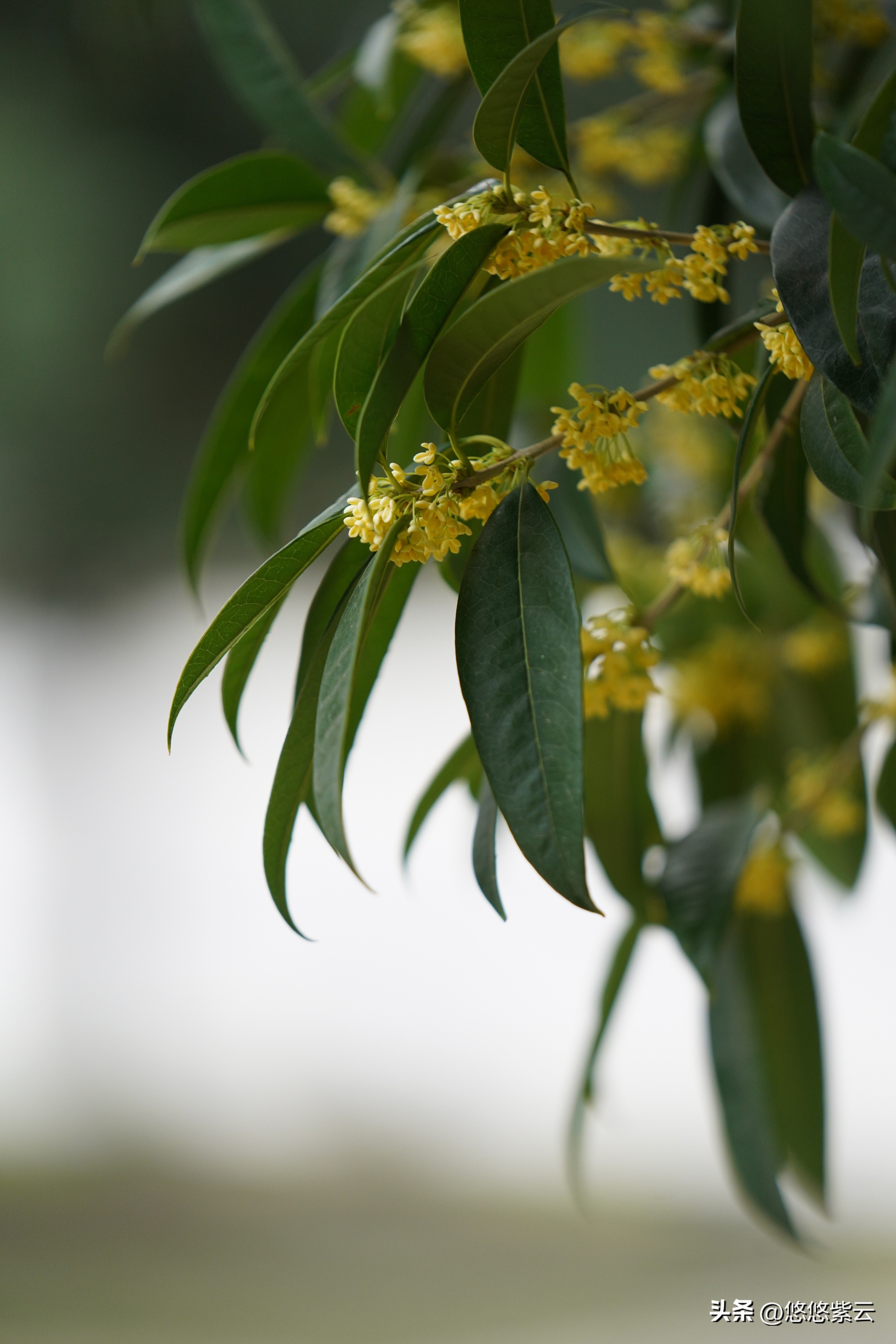 襄阳桂花,襄阳八月桂花遍地开