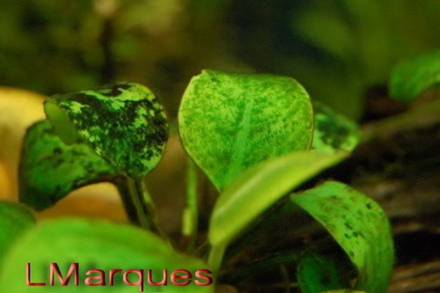 水族草缸爆绿丝藻怎么办,水草缸绿藻的养殖方法