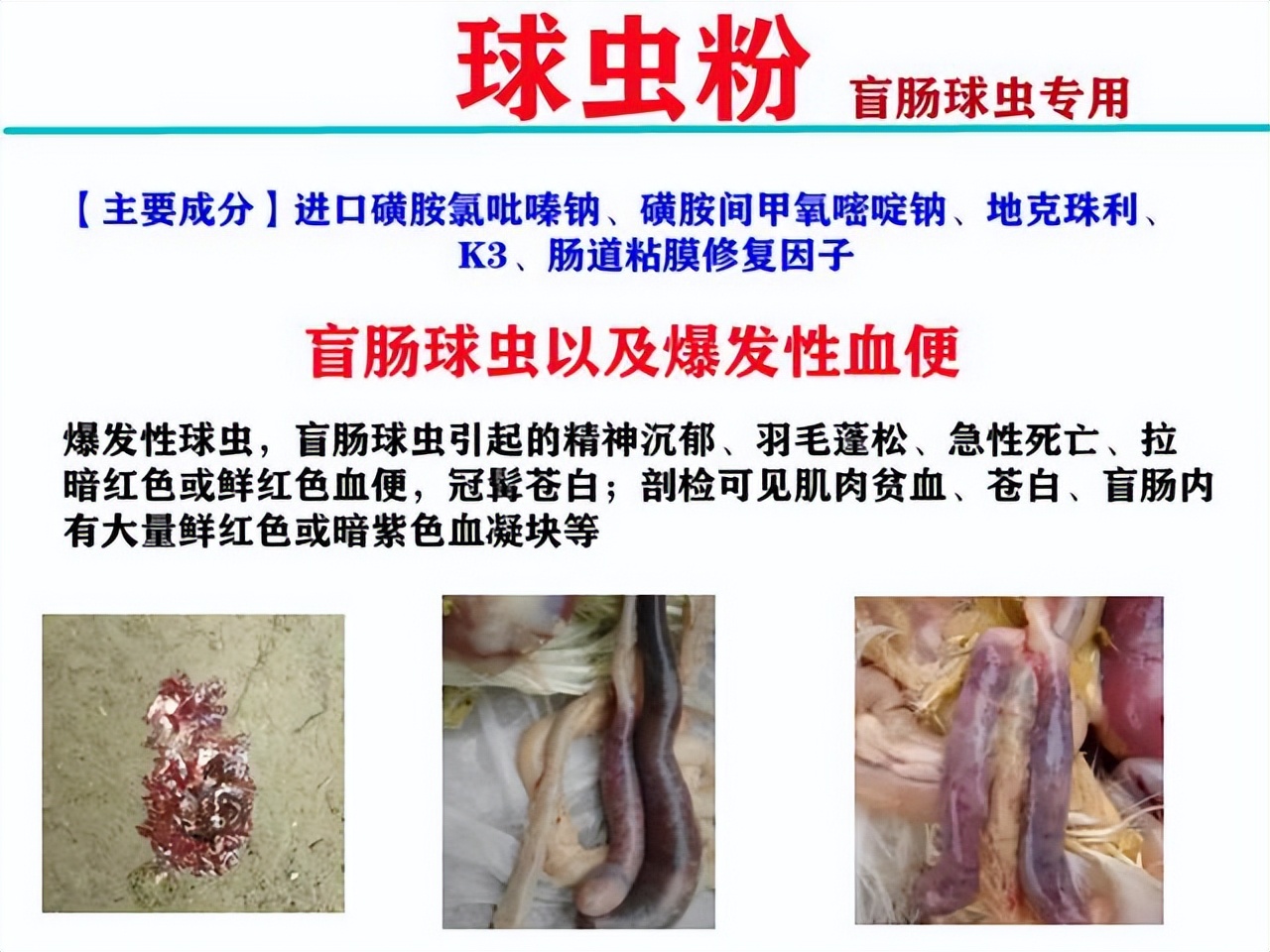 鸡肠毒综合症是什么原因造成,鸡肠毒综合征怎么处理