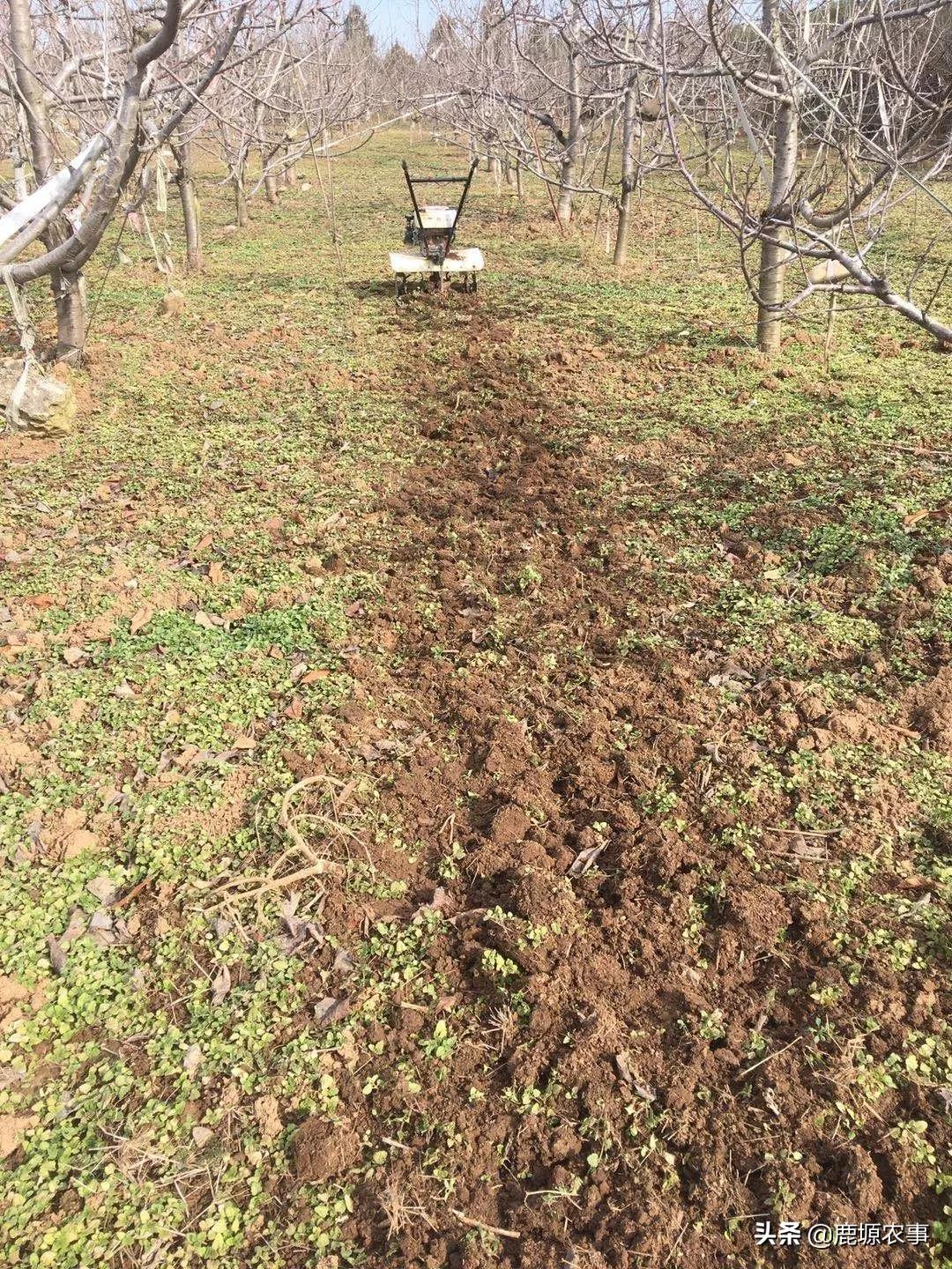 果园除草什么方法最好,果园怎么除草最快最有效方法