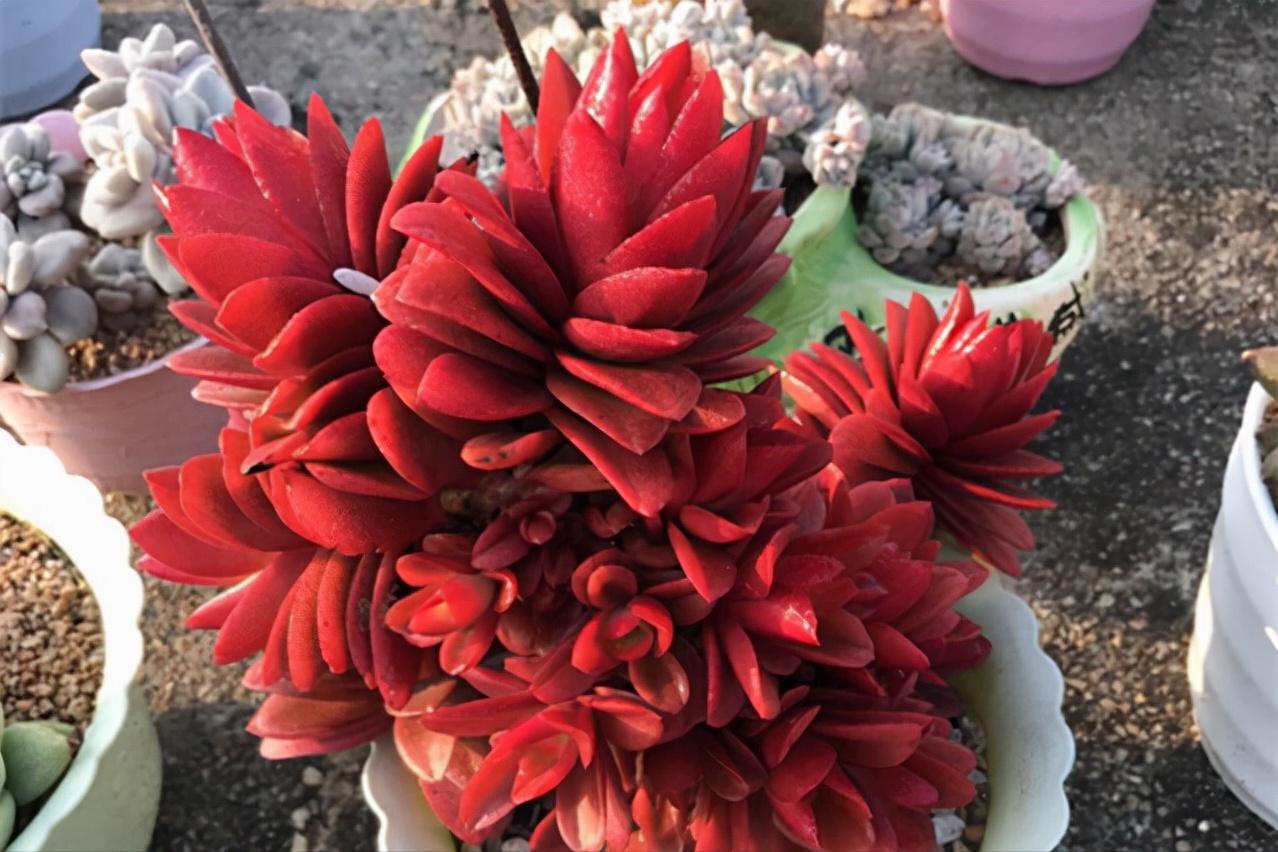 自带香味的叶子,有肉香的叶子