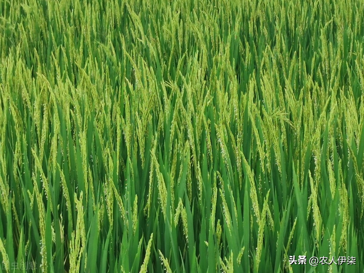 水稻进入扬花期后这样做，能有效减少毗谷的同时，还能预防病虫害