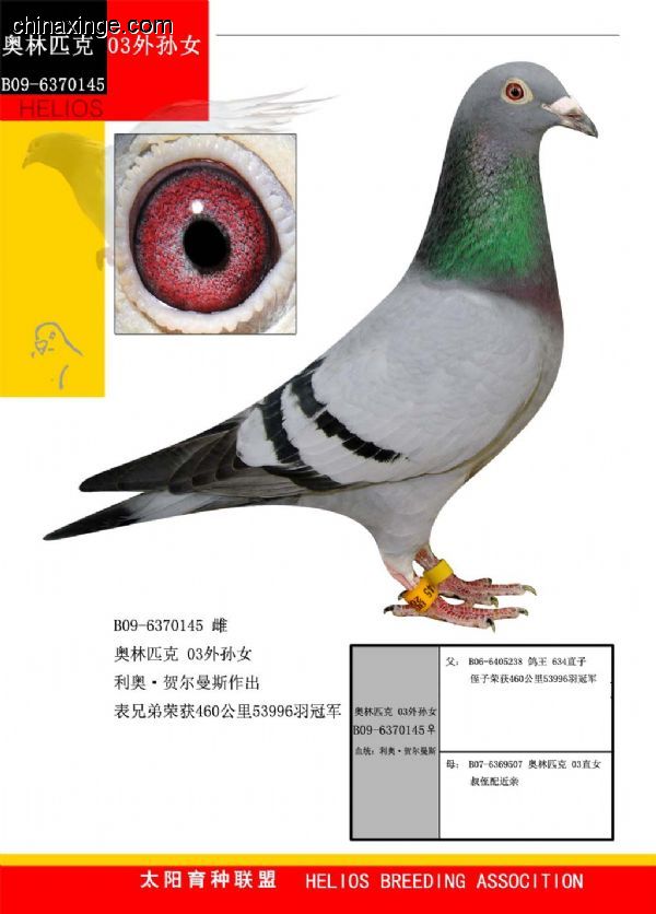 善良比利时莫里斯,比利时速度狂魔