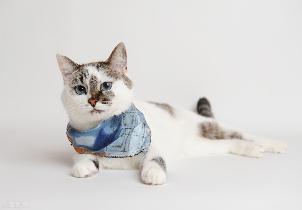 呼和浩特宠物托运随机托运价格,宠物托运猫咪生病