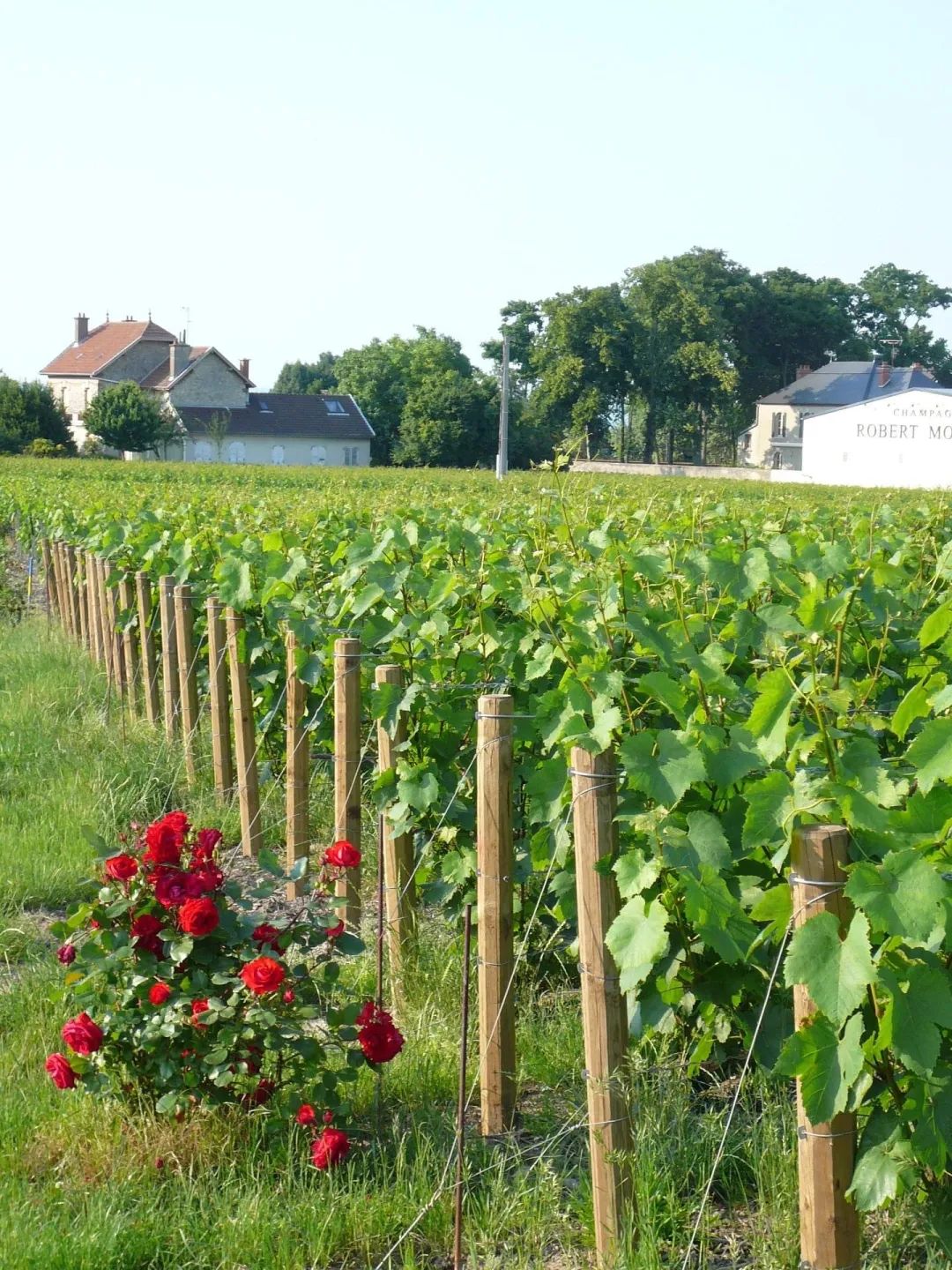 香槟葡萄园旅行,旅游香槟