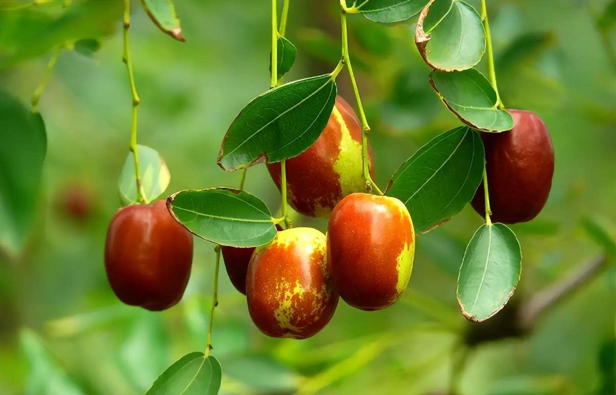 古代的饭后水果有哪些,古代什么水果最有营养