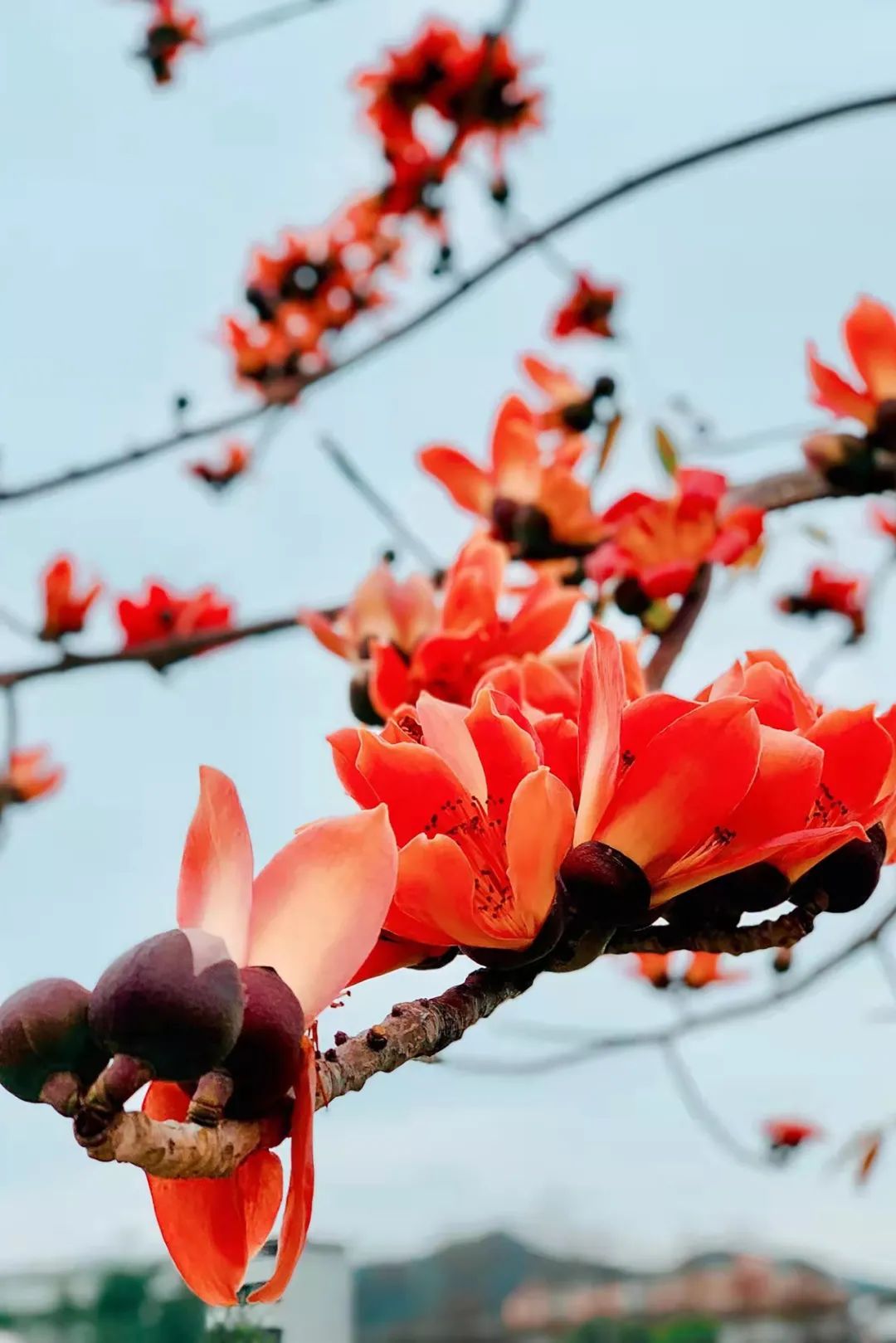 南宁徐霞客出游攻略,徐霞客在广西住了多少年