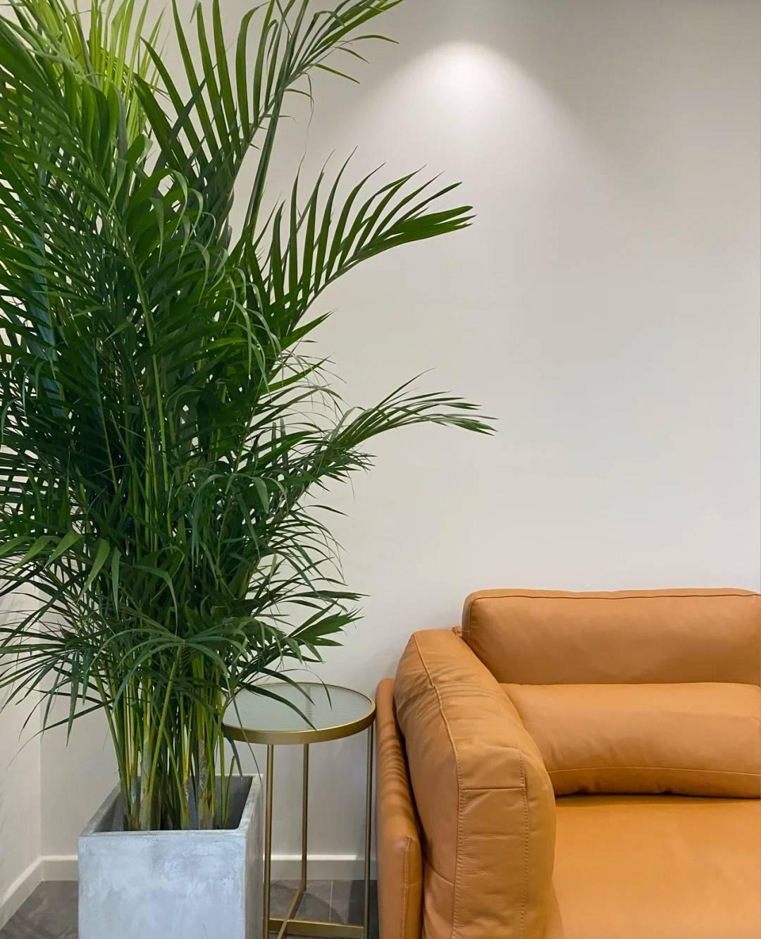 瞬间提升室内高级感的5种绿植,家里最适合养的高级感绿植