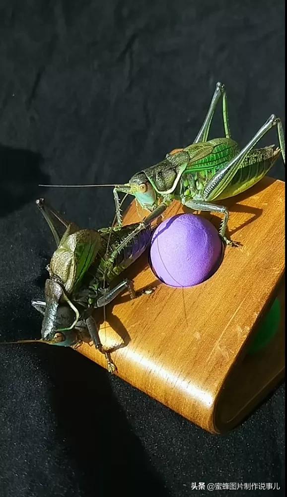 昆虫总动员壁纸,青草昆虫壁纸