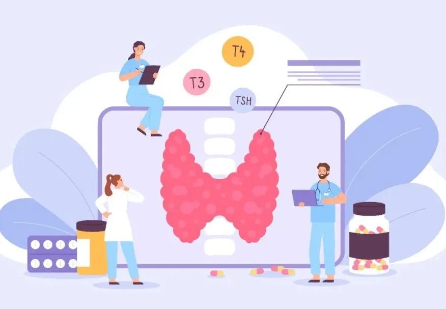 甲状腺与肠道,肠道与甲状腺关系