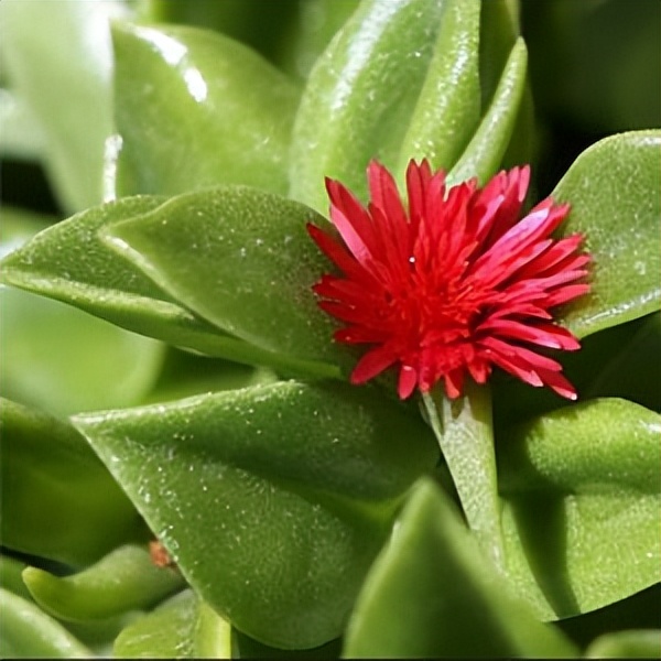 102个大类近500个多肉植物图片，都极其美丽，建议在家中也养一盆