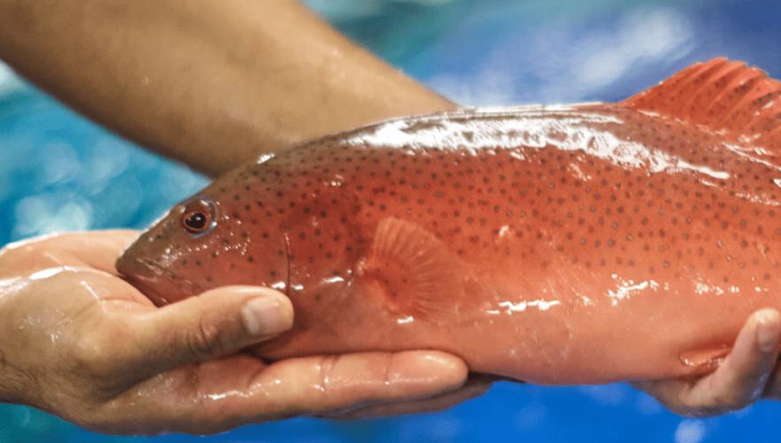 文莱是一个什么国家,文莱是怎样一个国家