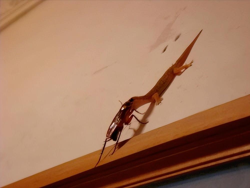 蟑螂为什么生命力顽强踩了都不死,蟑螂为什么踩死后第二天不见了