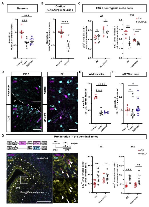 Neuron:GABA信号调控神经发生