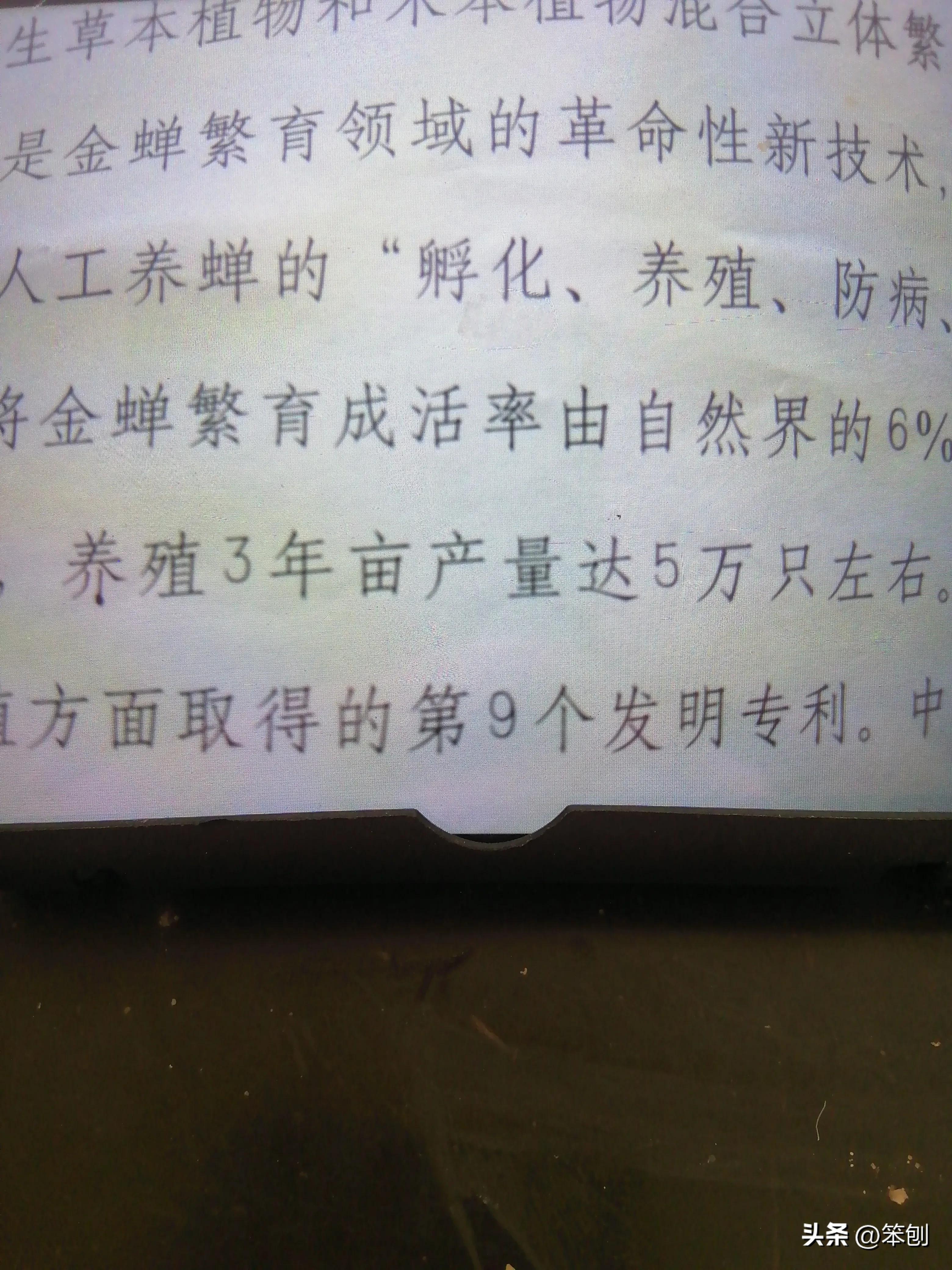 金蝉养殖前景好铺就致富路,金蝉养殖需投资多少钱才能赚钱呀