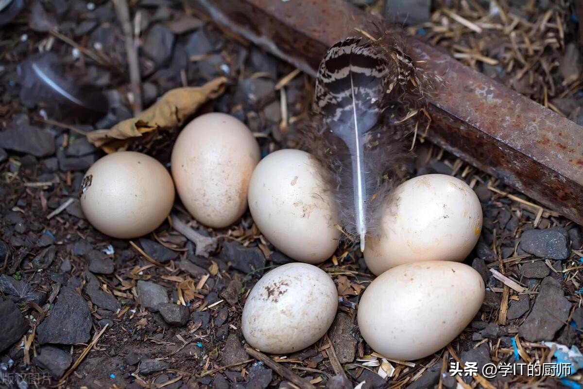探索绿色农业的奇妙世界,探秘孔雀鱼养殖