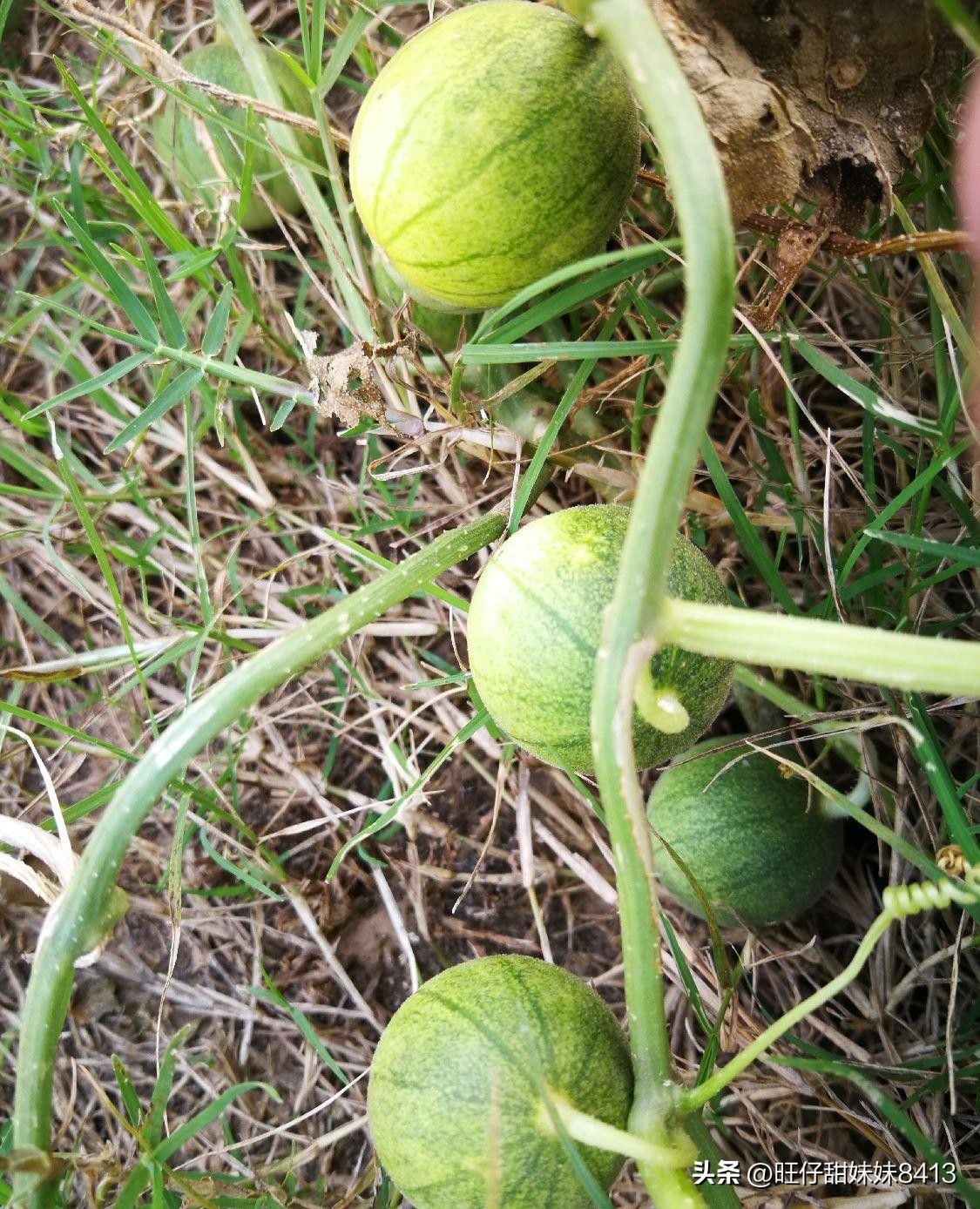 6种正在消失的水果,近年消失的水果