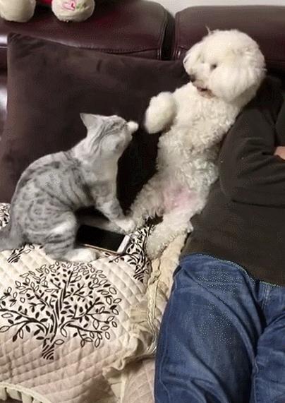 这几样东西是狗狗的克星,狗的克星都有什么