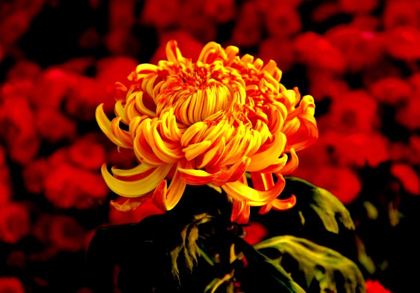 关于秋菊意象的诗句,关于秋菊的诗词名句