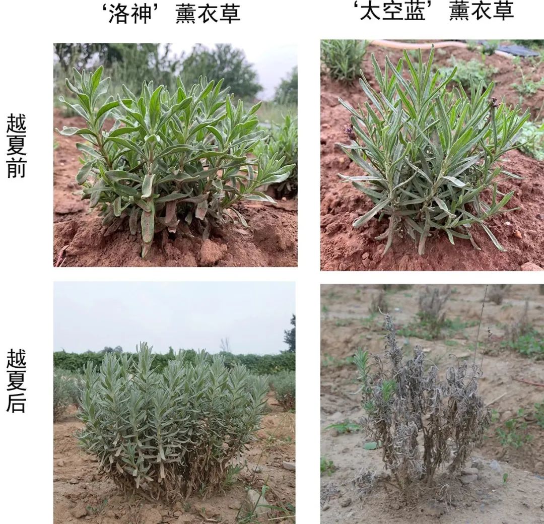 “洛神”薰衣草获我国植物新品种保护授权