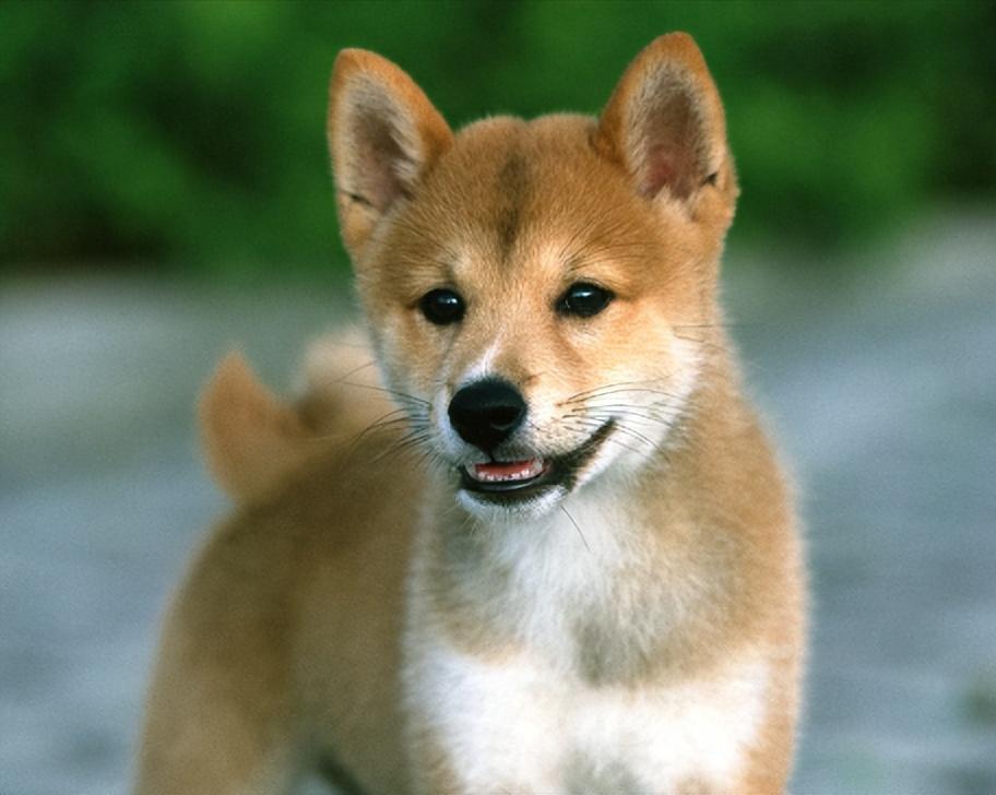 1939年日本狼狗部队,董翰良训练中国狼狗