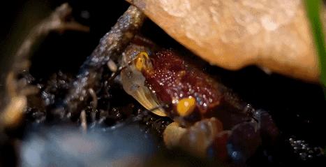 在卧室造一片弱肉强食的危险雨林，会打雷还真的会下雨