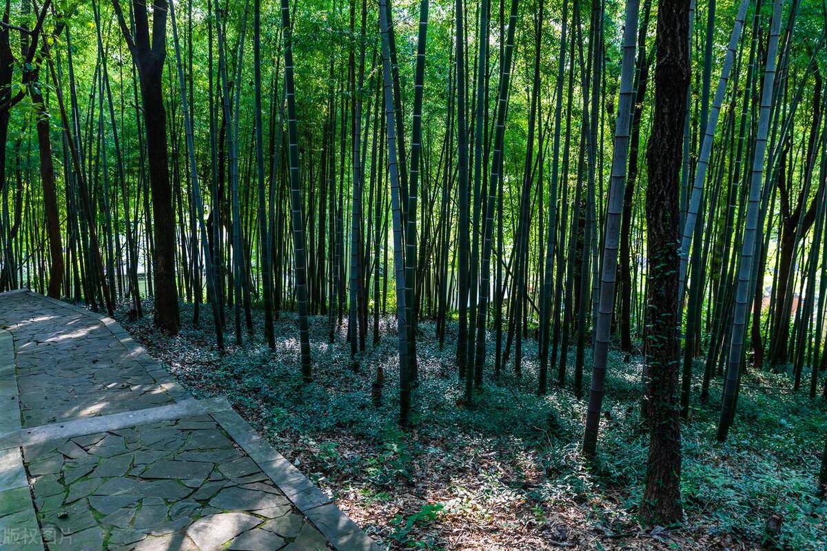 苏州这座城市怎么样,苏州最值得去哪个区