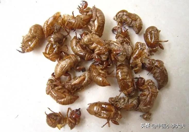 蝉蜕配哪些药清肝明目的功效,蝉蜕搭配什么治疗明目退翳