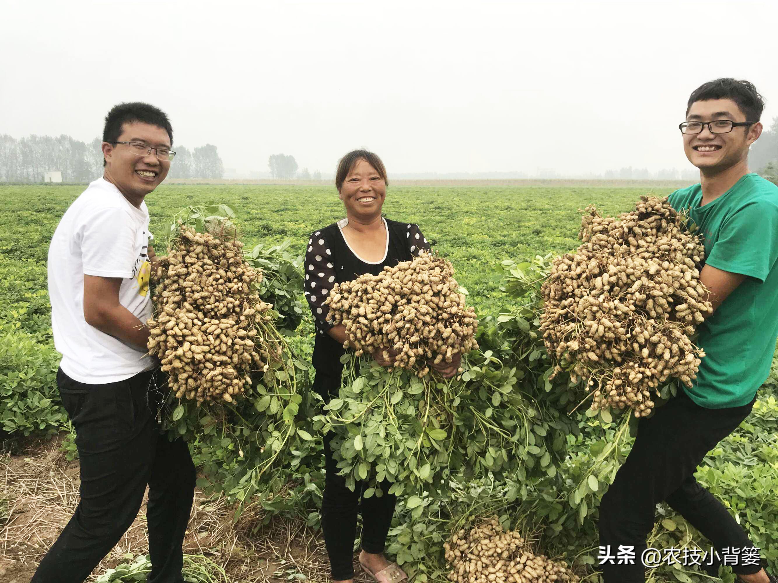怎样解决花生空壳问题,花生空壳原因及防治方法